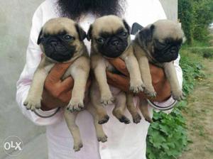 Full Quality Pug Puppy Available Under Nose Full