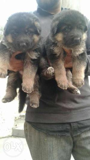Full long coat healthy German Shepherd puppies
