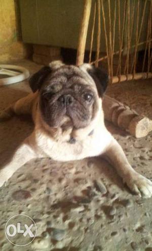 Fully active male pug dog sale or exchange
