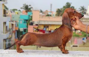 Fully vaccinated dachshund male and female pups