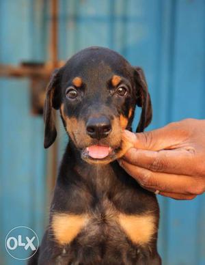 Fully vaccinated doberman female avail for sales