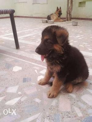 GSD Male Pure Double Coat 45 Days Old