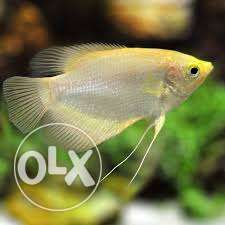 Gaint gourami for sale at cheap rate