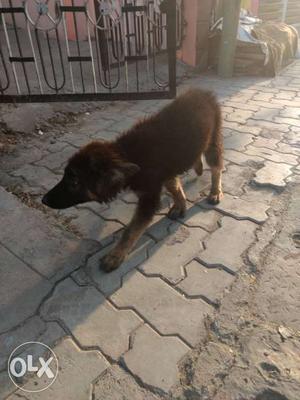 German shefered double coat 4 month female for