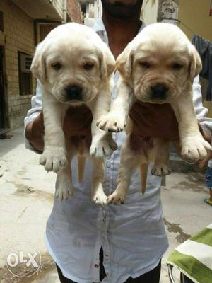 Golden labrador puppies on offer full heavy