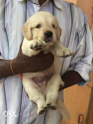 Golden retriever,heavybones,show quality