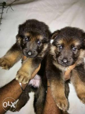 Good and show quality German shepherd active and healthy for