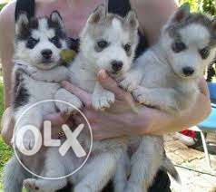 Good looking blue eyes Siberian Husky For Sell In Radhika
