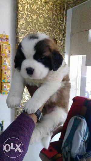 Good marking saint Bernard puppies available