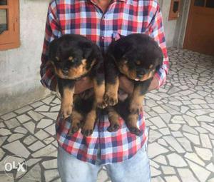 Good pedigree Rottweiler puppies available