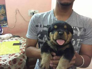 Good quality male Rottweiler pup