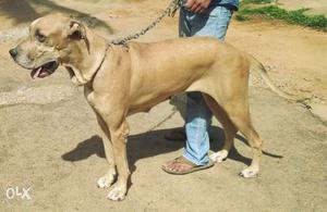 Great Dane female 2year old it was carried 9