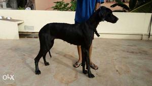 Great dane black female 1ce littred available in