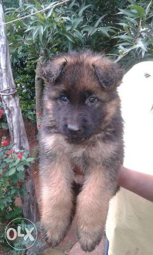 Gsd puppies 40 days old with certificate for
