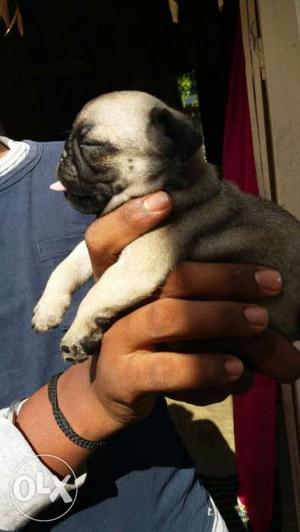 Gud quality a puppies for sale