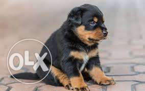 Healthy Rottweiler female with paper puppies punch face for
