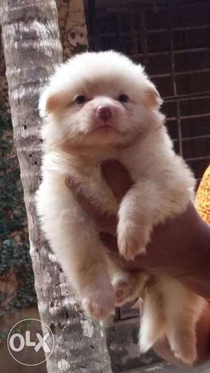 Healthy pomeranian puppies. male and female