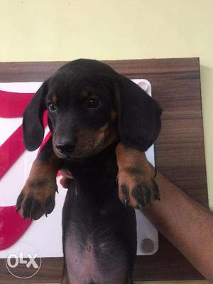 Heavy Bones Dachshund Male Female Puppies available