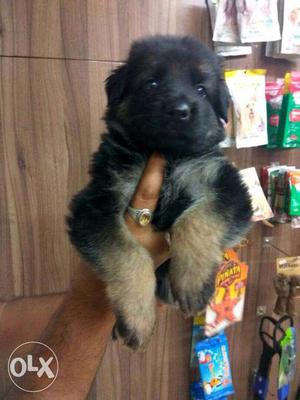 Heavy Bones German Male Female Puppies available