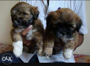 Heavy bone Lhasa puppies for sell
