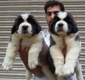 Heavy size show quality saint Bernard puppies available