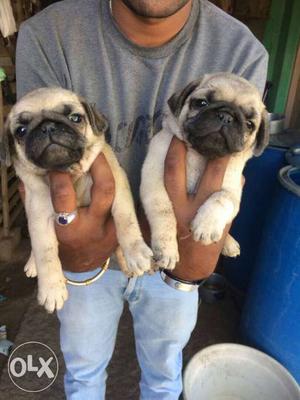 Heavy wrinkles qwality pug only male pupies available