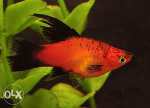 High fin platy fish selling in cheap price single