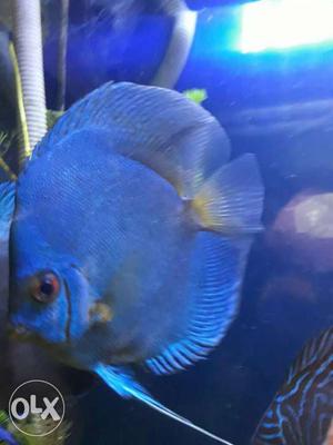 High quality discus Fish