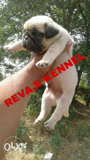Highly demanding breed pug puppy available REVA, S KENNEL