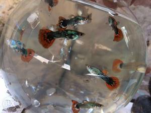 Home breed dumbo guppies at reasonable price.