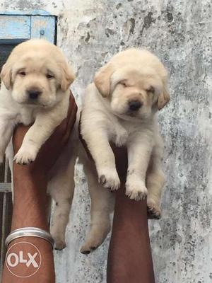 Home breeding superb quality Labrador puppies