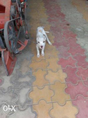 Hot blood pitbull for sale pure breed full