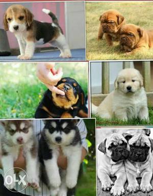 Husky, Mastiff,Rottweiler,Lab, Akita, pups