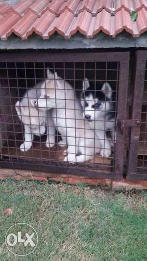 Husky puppies available in honey petzone appughar