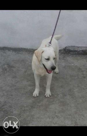 I want to sell my (Labrador female.)