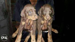 INDOR:-- Doberman" Labrador" Lasa Apso" All