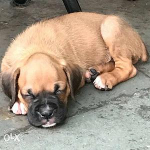 Imported Blood Line Show Quality Boxer Puppies