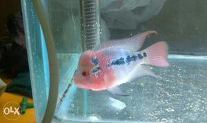 Imported high quality flowerhorn with head