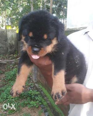 Impoted Rottweiler'S Pupps KCI Certified Father