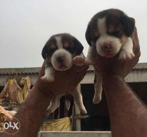 In pune Beagle female puppy for sale.