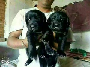 JAMSHEDPUR:-- Doberman" Labrador" Saint Bernerd"