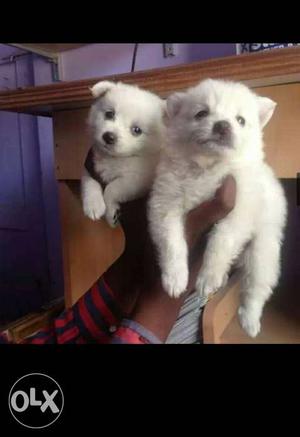 JD kennel # pomeranian puppies home breed pure