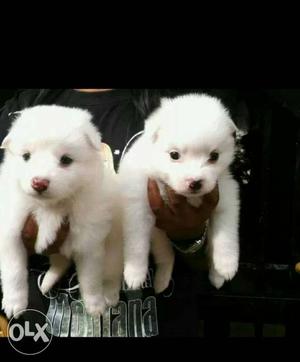 JD kennel # ready for sell pomeranian puppies
