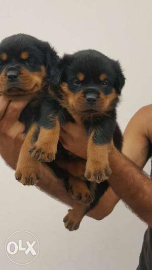 Jaipur breeding Rottweiler puppies available