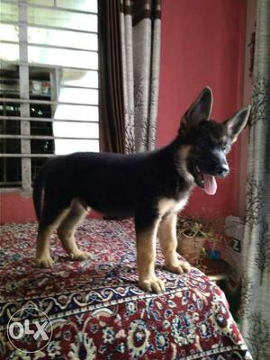 Jerman shepherd double Coat Puppy 2 month