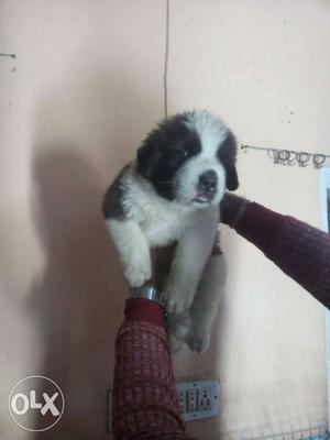 Jhotwara healthy Saint Bernard puppies available