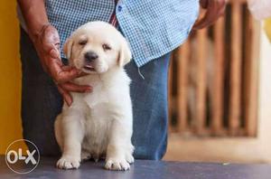 Lab Male And Female Puppies