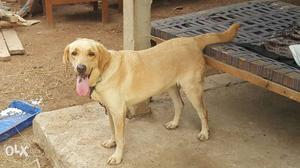 Lab female 11months for sale