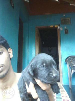 Lab male puppy. black and fawn colour