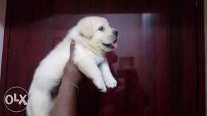 Lab puppy male or female for sell in Chennai